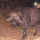 Image for article titled Camera Traps Capture "Fantastically Bizarre" Animal Hitchhiking